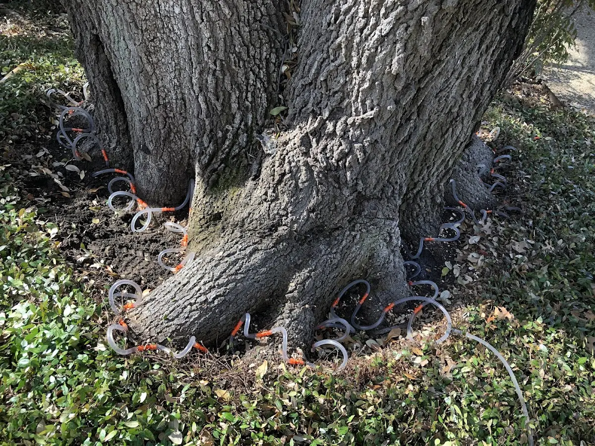 Detailed Tree Cabling and Bracing job site in Monument