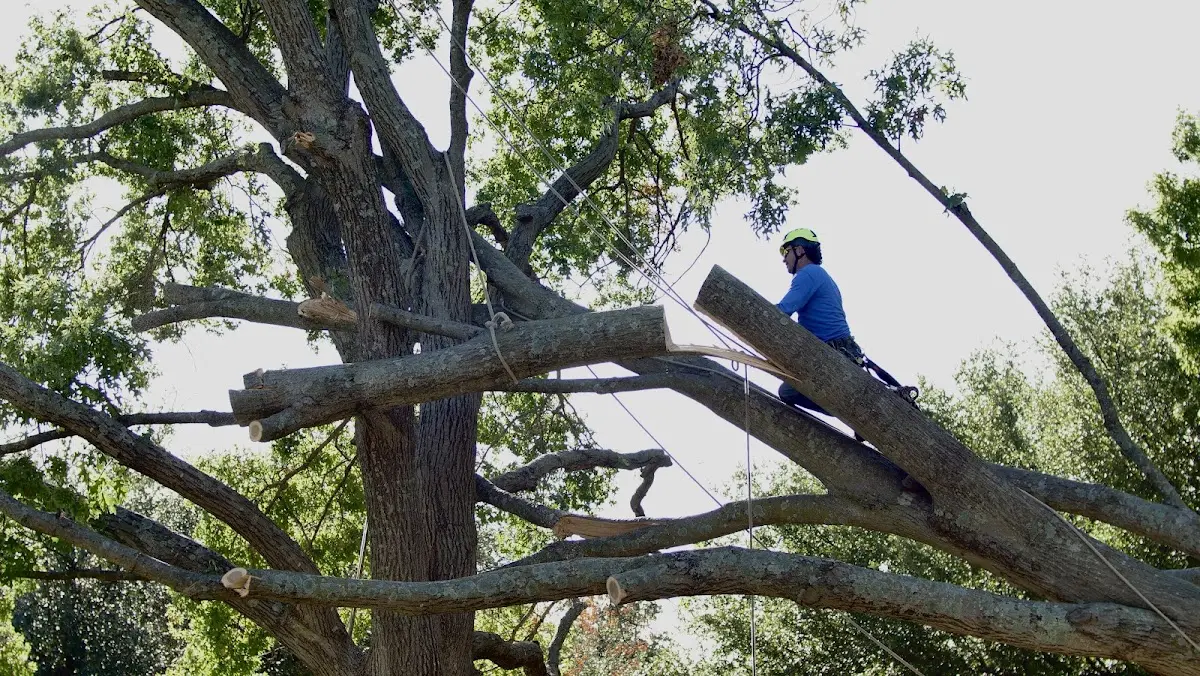 Professional Crown Thinning performed by certified arborists in Monument